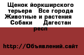 Щенок йоркширского терьера - Все города Животные и растения » Собаки   . Дагестан респ.